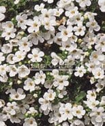 Bacopa "Snowtopia White", frø - Blomsterverden